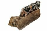 Fossil Rhino (Stephanorhinus) Mandible Section - Germany #200789-5